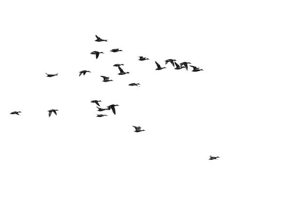 istock Flock of Mallard Ducks Flying on a White Background 872663188