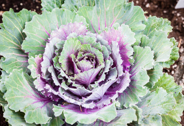 istock head of a big leafy ornamental cabbage. 872663616