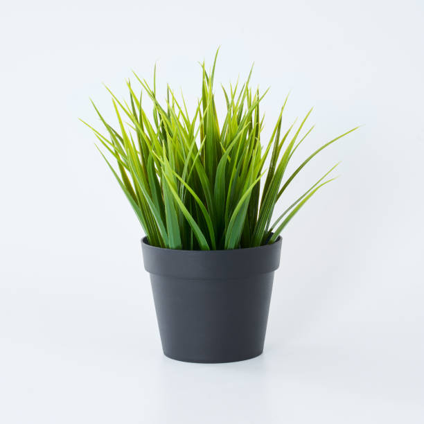 istock Artificial and fake green plants isolated on white background  . 872667718