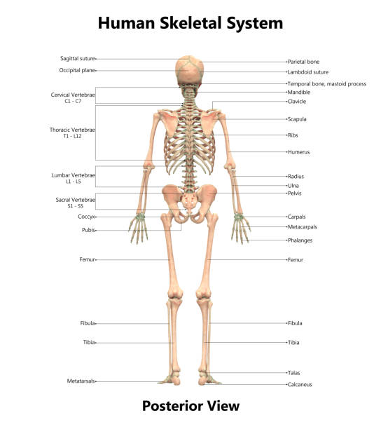 анатомия скелетной системы человека с подробными этикетками заднего вида - back rear view pain physical injury стоковые фото и изображения