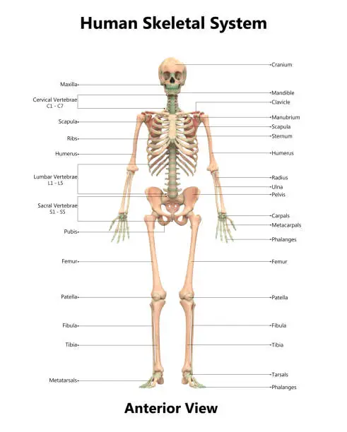 Photo of Human Skeletal System Anatomy with Detailed Labels Anterior View