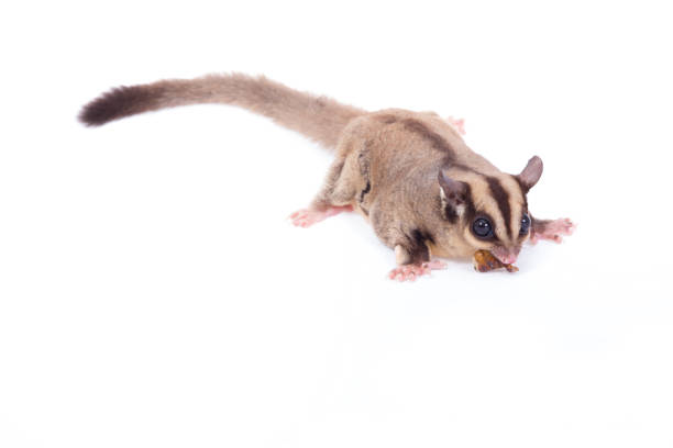 istock Female sugar glider eating roast insect on the floor isolate on white. 872673640