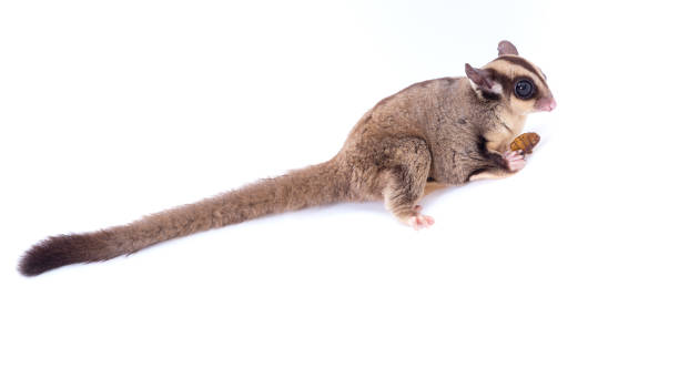 istock Female sugar glider eating roast insect on the floor isolate on white. 872673646