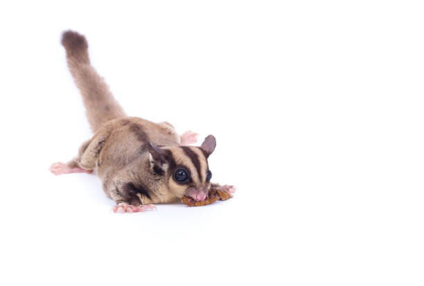 istock Female sugar glider eating roast insect on the floor isolate on white. 872673654