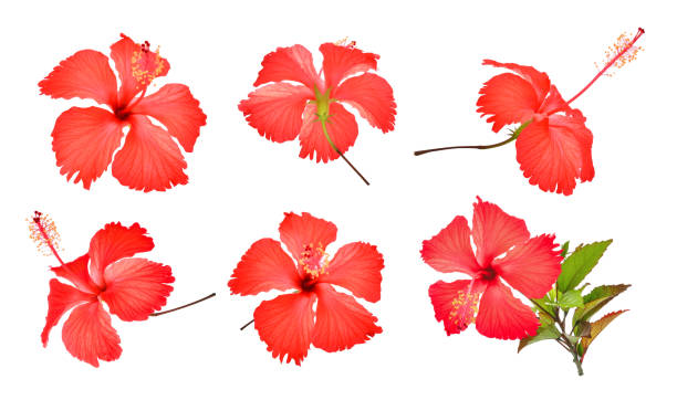 istock set of red hibiscus or chaba flower isolated on white background 872673862