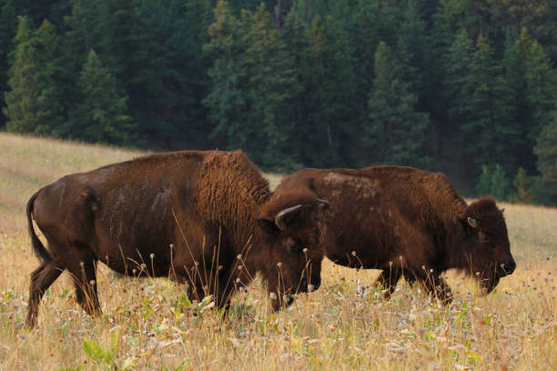 istock Two American bison on grassy plains 872674250