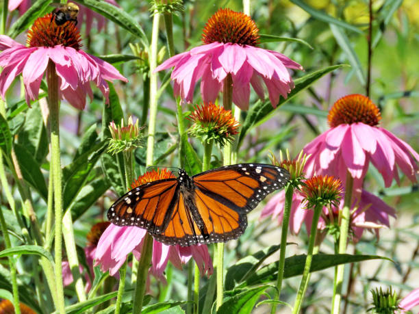istock Toronto Lake Monarch and purple coneflowers 2017 872676730