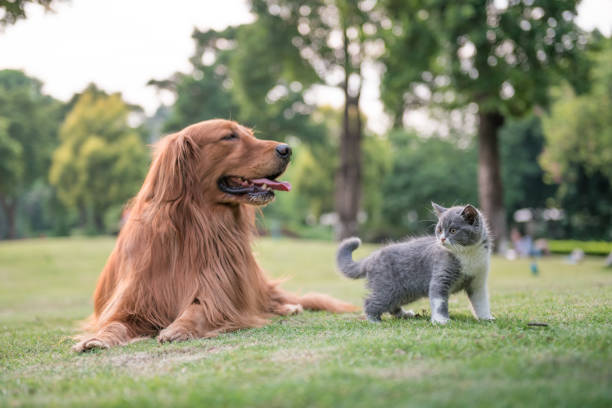 istock Golden Retrievers and kittens on the grass 872676862