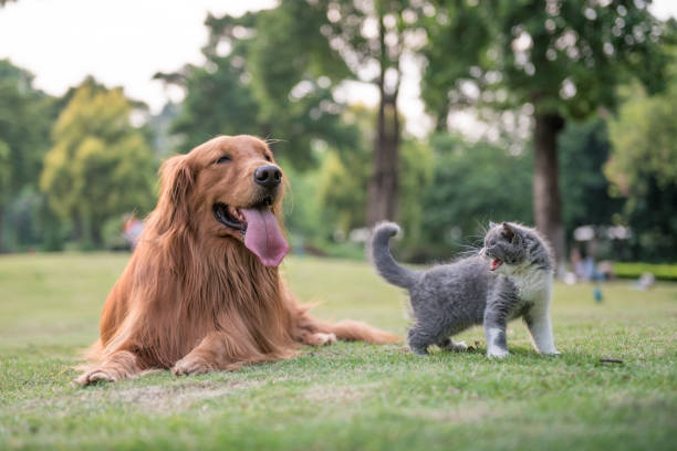 istock Golden Retrievers and kittens on the grass 872676912