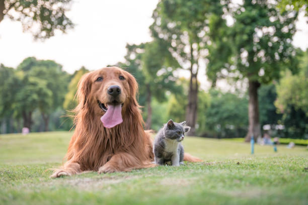 istock Golden Retrievers and kittens on the grass 872676920