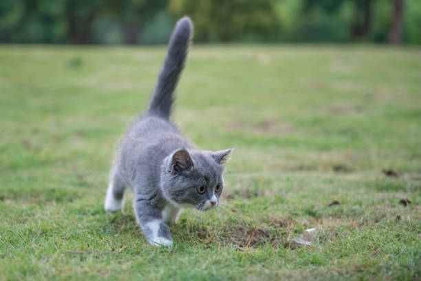 istock gray British shorthair cats, outdoor grass 872676964