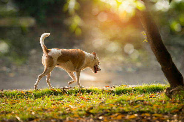 commandes de chien de rue dans le parc public - pets table animal cheerful photos et images de collection