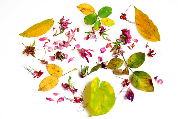 istock Dry flowers and leave isolated on white background 872680214