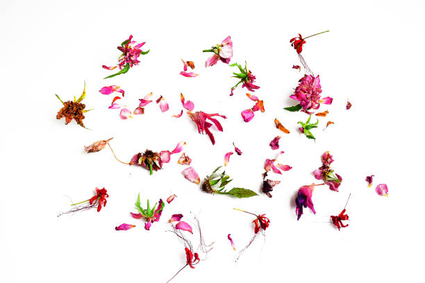 istock Dry flowers isolated on white background 872680280