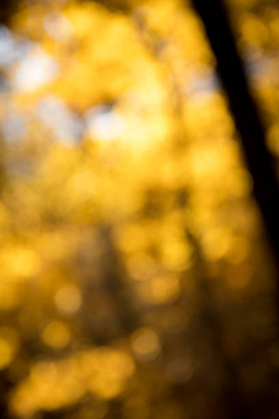 istock Bokeh Background of Fall Colors 872680646