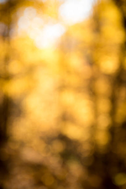 istock Bokeh Background of Fall Colors 872680676