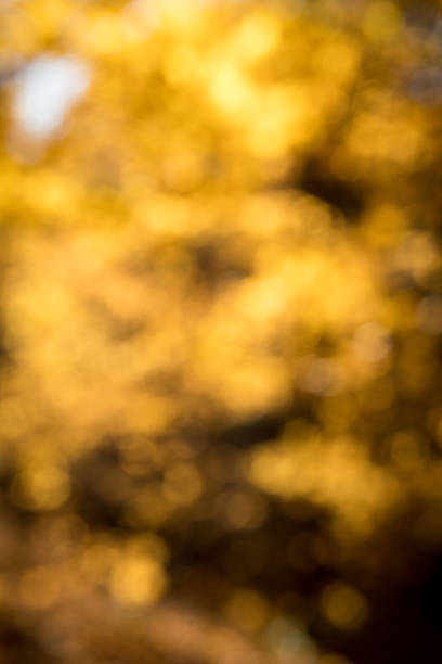 istock Bokeh Background of Fall Colors 872680710