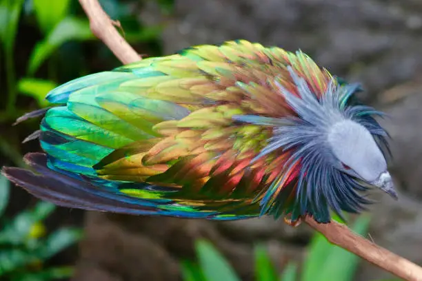 Multi Colored Nicobar Pigeon perched on a branch