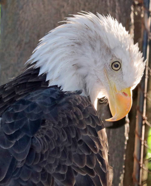 águia careca americana 5 - north america bald eagle portrait vertical - fotografias e filmes do acervo