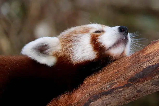 Close up of a Red Panda sleeping on a branch on a warm summer day