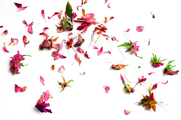 istock Dry flowers isolated on white background 872683374