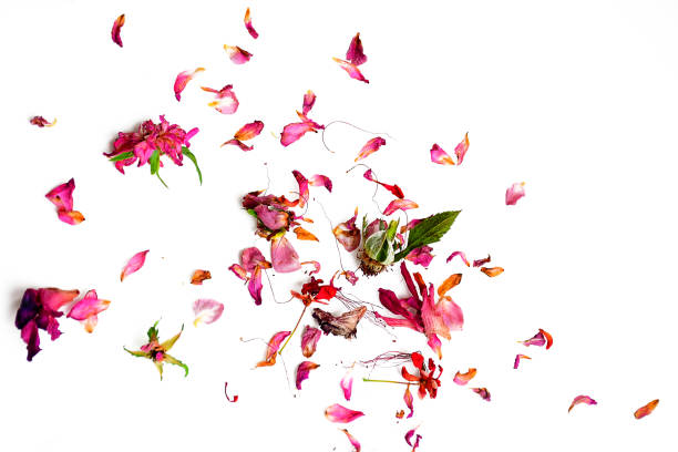 istock Dry flowers isolated on white background 872683418