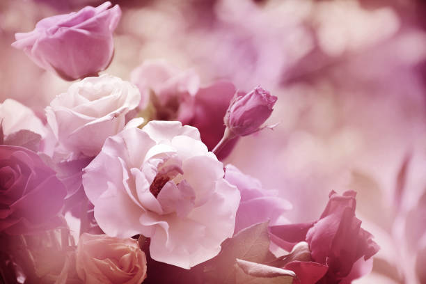 istock Blurred beautiful rose flowers vintage style 872683602