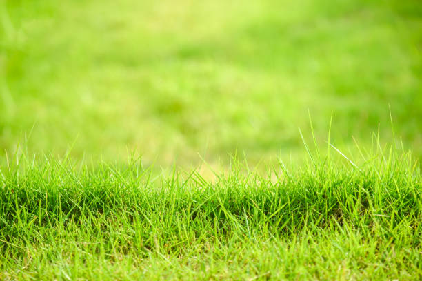 istock natural backgrounds.spring grass background.Summer meadow with green grass 872684250