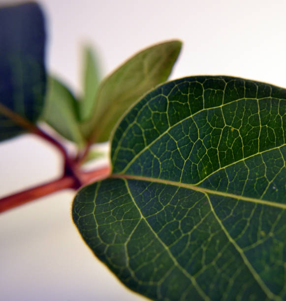 istock Closeup of a honeysuckle leaf. 872684560