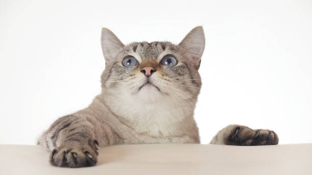 istock Beautiful Thai cat looking around close-up on white background 872684736