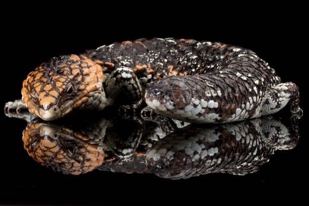 Stumpy Lizard 30+ Shingleback Lizard Stock Photos, Pictures & Royalty-Free Images ...