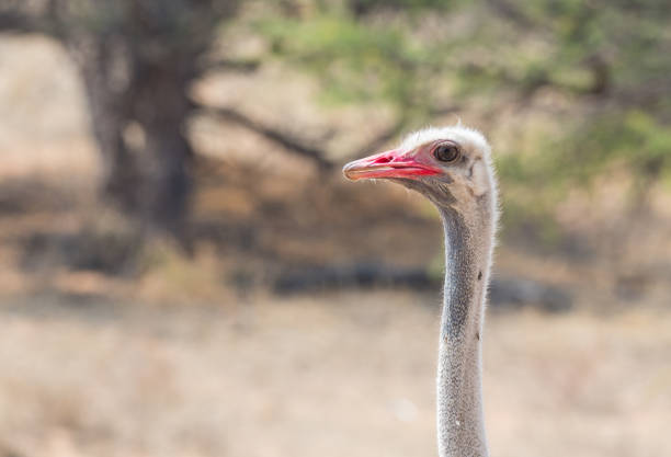 Common Ostrich Portrait of a Common Ostrich in the arid Kgalagadi Transfrontier Park straddling South Africa and Botswana. somali ostrich stock pictures, royalty-free photos & images