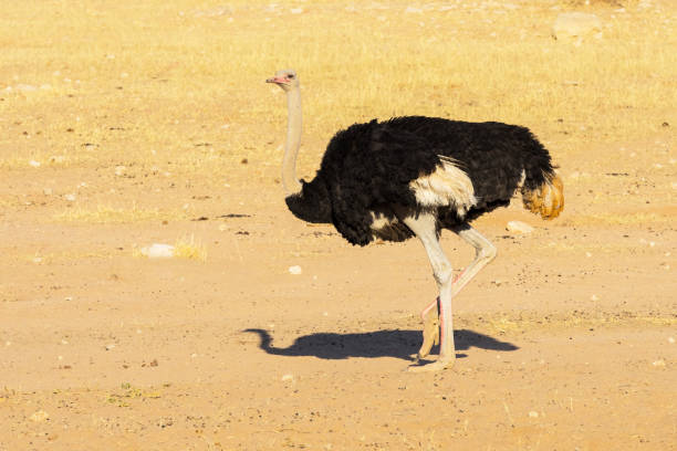 Common Ostrich A Common Ostrich walking in the arid Kgalagadi Transfrontier Park straddling South Africa and Botswana. somali ostrich stock pictures, royalty-free photos & images