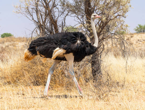 Common Ostrich A Common Ostrich walking in the arid Kgalagadi Transfrontier Park straddling South Africa and Botswana. somali ostrich stock pictures, royalty-free photos & images