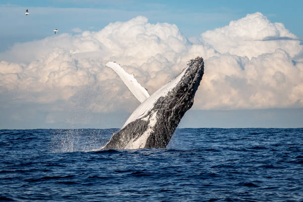 ballena jorobada  - saltos fuera del agua fotografías e imágenes de stock