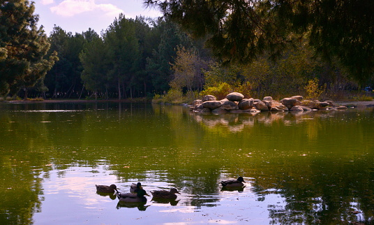 The Anaheim Yorba regional park has a home for the ducks like this.