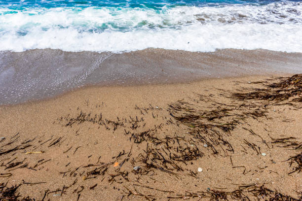Foamy ocean waves lapping on the sandy beach, strewn with seaweed