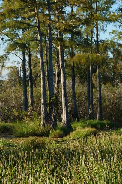 istock cypress stumps submerged in the swamp 872718356