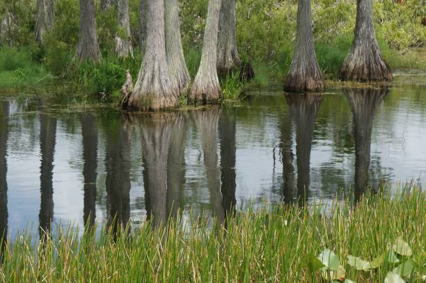 istock cypress stumps submerged in the swamp 872718370