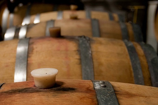 Inside a winery's barrel room, oak wine barrels lined up, their waxy stoppers sealing in the fermenting wine.