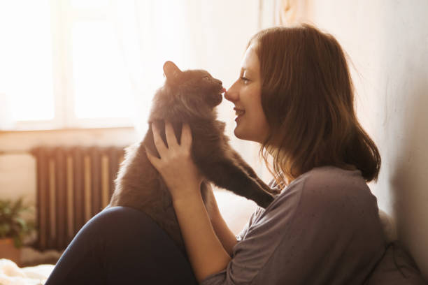 Young woman playing with cat in home. stock photo