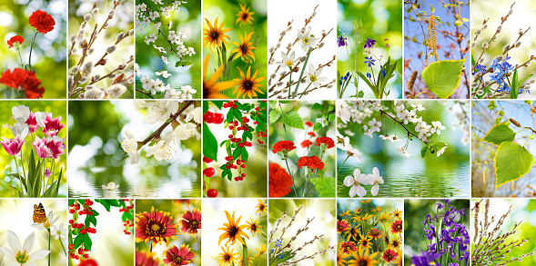 Beautiful flowers in the garden closeup