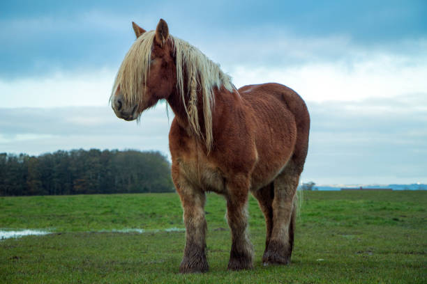 istock Jutland Horse, Equus ferus caballus 872738706