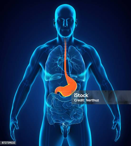 Human Stomach Anatomy Stock Photo - Download Image Now - Gastroesophageal Reflux Disease, Abdomen, Stomach