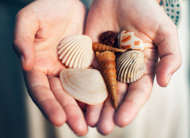 istock Closeup of hands holding sea shells 872742422