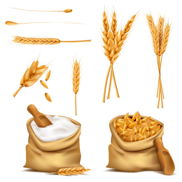 illustrazioni stock, clip art, cartoni animati e icone di tendenza di icona 3d dei cereali set realistici vettoriali - farina illustrazioni