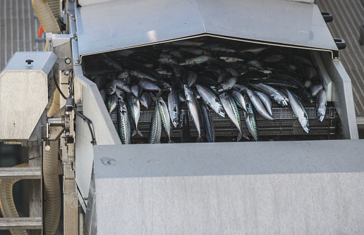 Fishing industry: unloading huge catch of fish