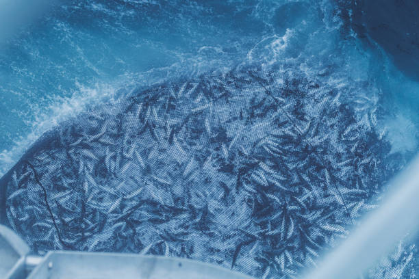 fishing boat vessel: huge catch of mackerel - rede de arrastão imagens e fotografias de stock