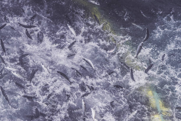 istock Fishing boat vessel: huge catch of mackerel 872749864