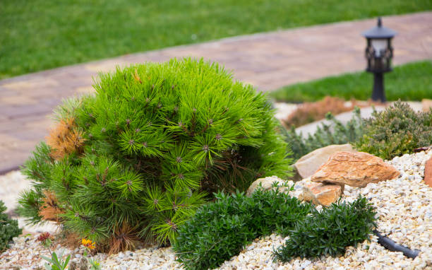 istock Alpine garden with dwarf conifers 872750732